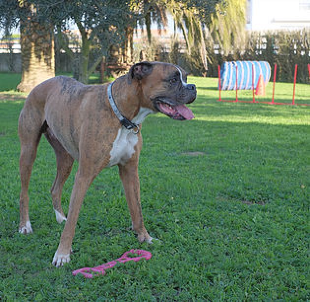 Bax