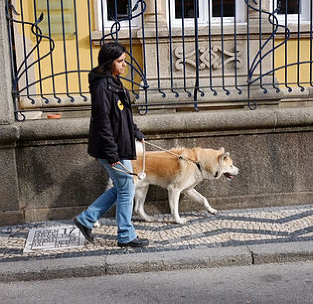 Hachi - Passeio diário