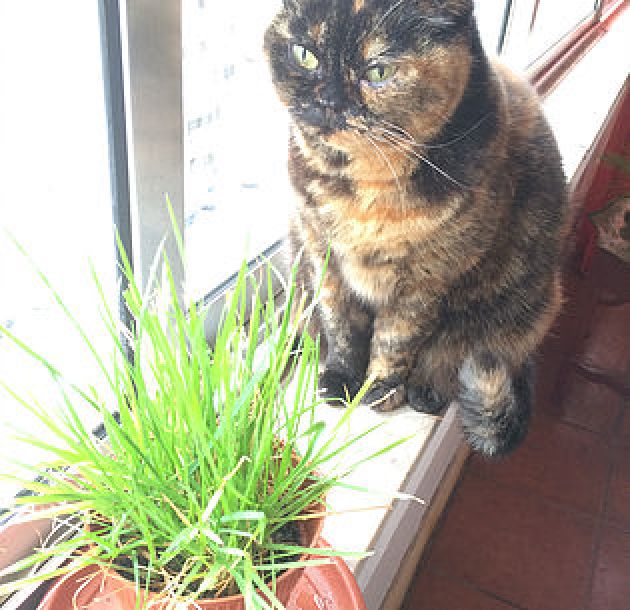 Vanioushka