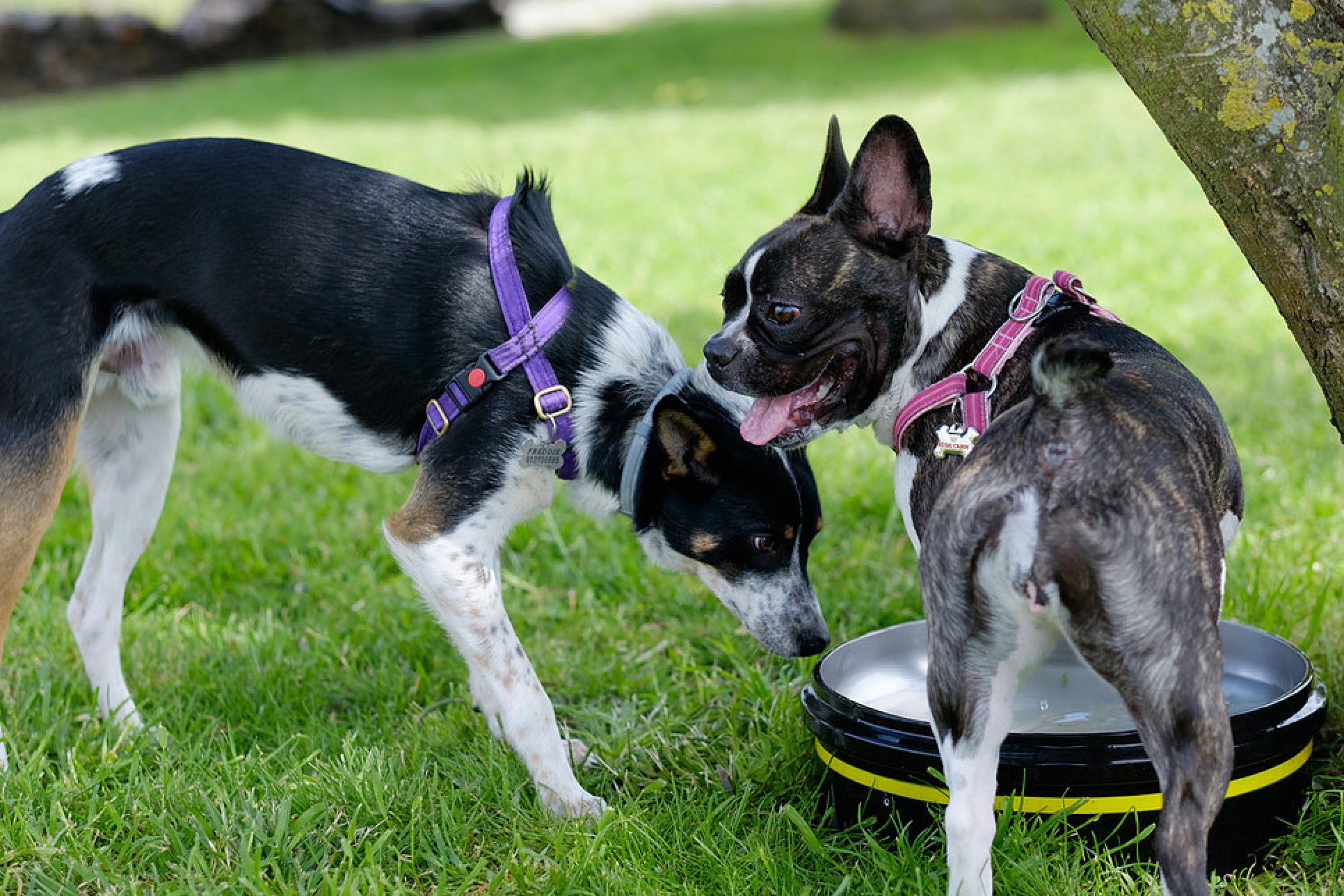 gallery/bf8a00_9e477465f3da4b43924b0ea12fd3659e_mv2_d_48_1365_s_2